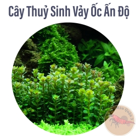 Vảy Ốc Ấn Độ (Rotala Indica) Cây Thủy Sinh Trung Cảnh, Cắt Cắm