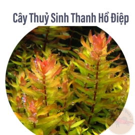 Thanh Hồ Điệp -Cây Thủy Sinh Hậu Cảnh, Cắt Cắm - Tép Màu Quận 3