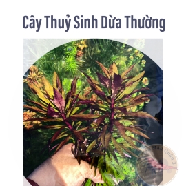 Cây Thủy Sinh Dừa Thường  - Cây Cắt Cắm 