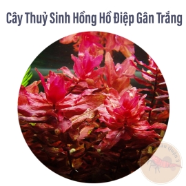 Cây Hồng Hồ Điệp Gân Trắng Trung Cảnh, Cắt Cắm
