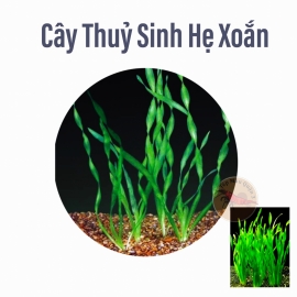 Hẹ Xoắn Cây Thủy Sinh Trung Cảnh, Cắt Cắm