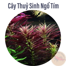 Ngổ Tím Cây Thủy Sinh Trung Cảnh, Cắt Cắm