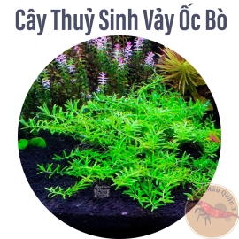 Cây Vảy Ốc Xanh Bò Hà Cối (Rotala Ha Coi) | Cây Thủy Sinh Tiền Cảnh, Cắt Cắm