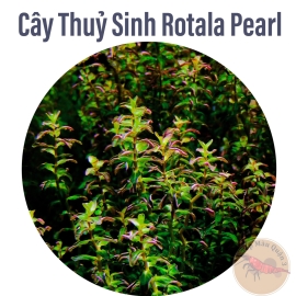 Cây Vảy Ốc Ngọc Trai (Rotala Pearl) | Cây Thủy Sinh Trung Cảnh, Cắt Cắm