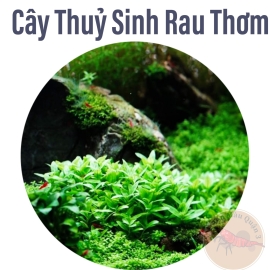 Cây Rau Răm, Cây Rau Thơm Thủy Sinh Tiền Cảnh, Cắt Cắm