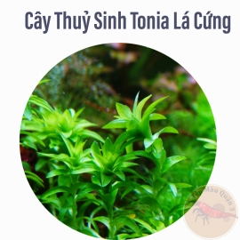 Tonia Lá Cứng Cây Thủy Sinh Trung Cảnh, Cắt Cắm
