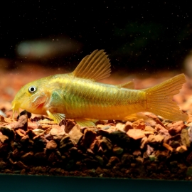 Cá Chuột Gold Laser