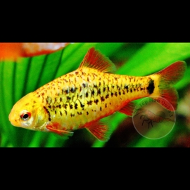 Cá Golden Barb