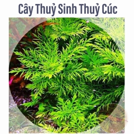 Cây Thủy Sinh Thủy Cúc - Cây Thủy Sinh Cắt Cắm