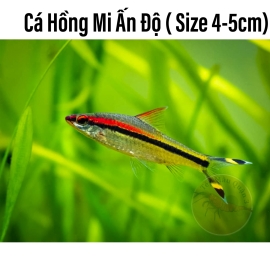 Cá Hồng Mi Ấn Độ - Cá Thủy Sinh