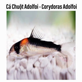 Cá Chuột Adolfoi - Adolfoi Corydoras