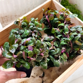 Cây Thủy Sinh Hồng Ba Tiêu - Cây Thủy Sinh