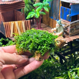 Rùa Đính Rêu Minitaiwan - Tép Màu Quận 3