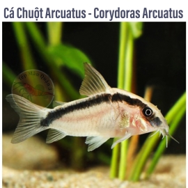 Cá Chuột Arcuatus - Corydoras Arcuatus 