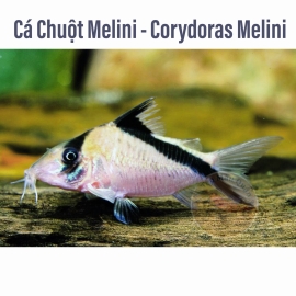 Cá Chuột Melini - Corydoras Melini - Cá Thủy Sinh