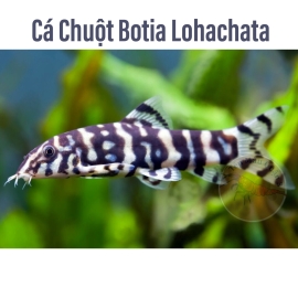Cá Chuột Botia - Pakistani Botia