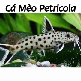 Cá Mèo Petricola - Synodontis petricola
