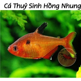 Cá Hồng Nhung Vây Dài - Hyphessobrycon