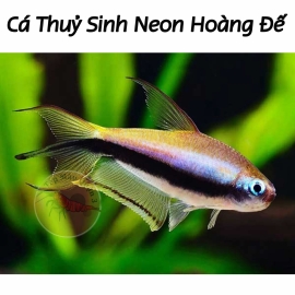 Cá Neon Hoàng Đế - Nematobrycon Palmeri