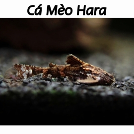Cá Mèo Hara - Hara Jerdoni