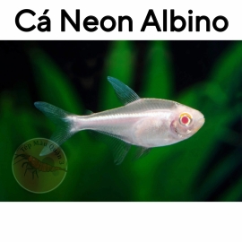 Cá Neon Vua Albino