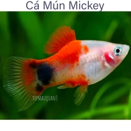 Cá Mún Mickey