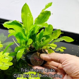 Trầu Hoàng Quân | Cây Thủy Sinh KHÔNG CO2, Trung Cảnh, Cắm Nền