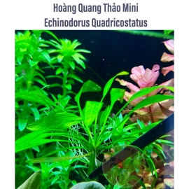 Cây Thủy Sinh Hoàng Quang Thảo Mini - Tiền Cảnh - Trung Cảnh