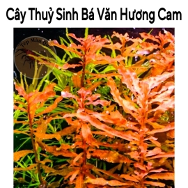 Cây Thủy Bá Văn Hương Cam - Trung Cảnh - Hậu Cảnh