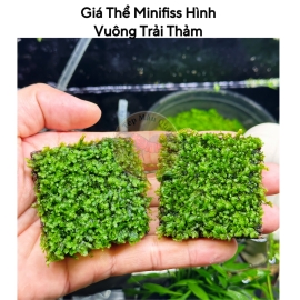 Thảm Rêu Minifiss 5x5cm Vuông Trải Thảm Trang Trí Hồ Tép Cảnh