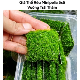 Vỉ Minipelia 5x5cm Trải Nền Trang Trí Hồ Tép Cảnh - Tép Màu Quận 3 