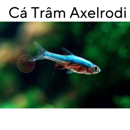 Cá Trâm Blue Axelrodi - Sundadanio Axelrodi