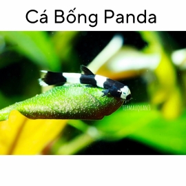 Cá Bống Panda - Brachygobius doriae