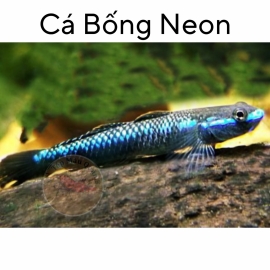 Cá Bống Neon - Stiphodon Semoni