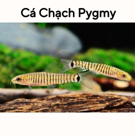 Cá Chạch Pygmy - Pygmy Zebra Loach