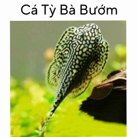 Cá Tỳ Bà Bướm - Sewellia Lineolata
