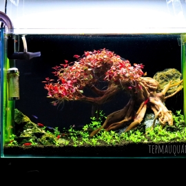 Mẫu Hồ Bonsai Anh Đào