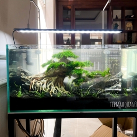 Mẫu Bonsai Chi Tiết 60cm