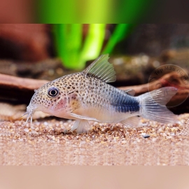 Cá Chuột Similis - Corydoras Similis