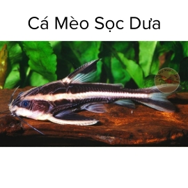 Cá Mèo Sọc Dưa - Platydoras Armatulus