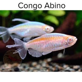 Cá Congo Abino - Cá Thủy Sinh - Tép Màu Quận 3