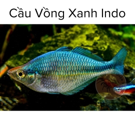 Cá Cầu Vồng Xanh Indo Body VIP - Turquoise Rainbowfish