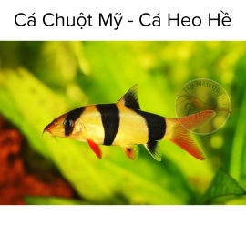 Cá Chuột Mỹ - Cá Heo Hề