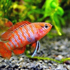 Cá Dario - Scarlet Badis