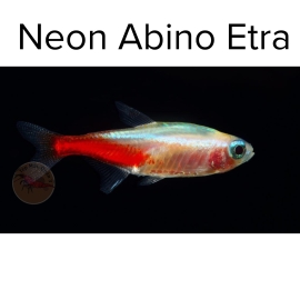 Cá Neon Mắt Đỏ - Neon Abino Tetra