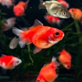 Cá Ping Pong - Pearlscale Goldfish