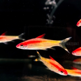 Cá Hồng Mi Vàng - Gold Denison's Barb