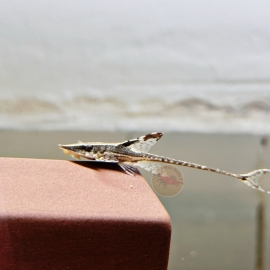 Cá Trực Thăng Đen - Royal Farlowella Whiptail Catfish
