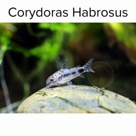 Cá Chuột Habrosus - Corydoras Habrosus - Cá Thủy Sinh