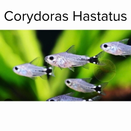 Cá Chuột Hastatus - Corydoras Hastatus - Cá Thủy Sinh